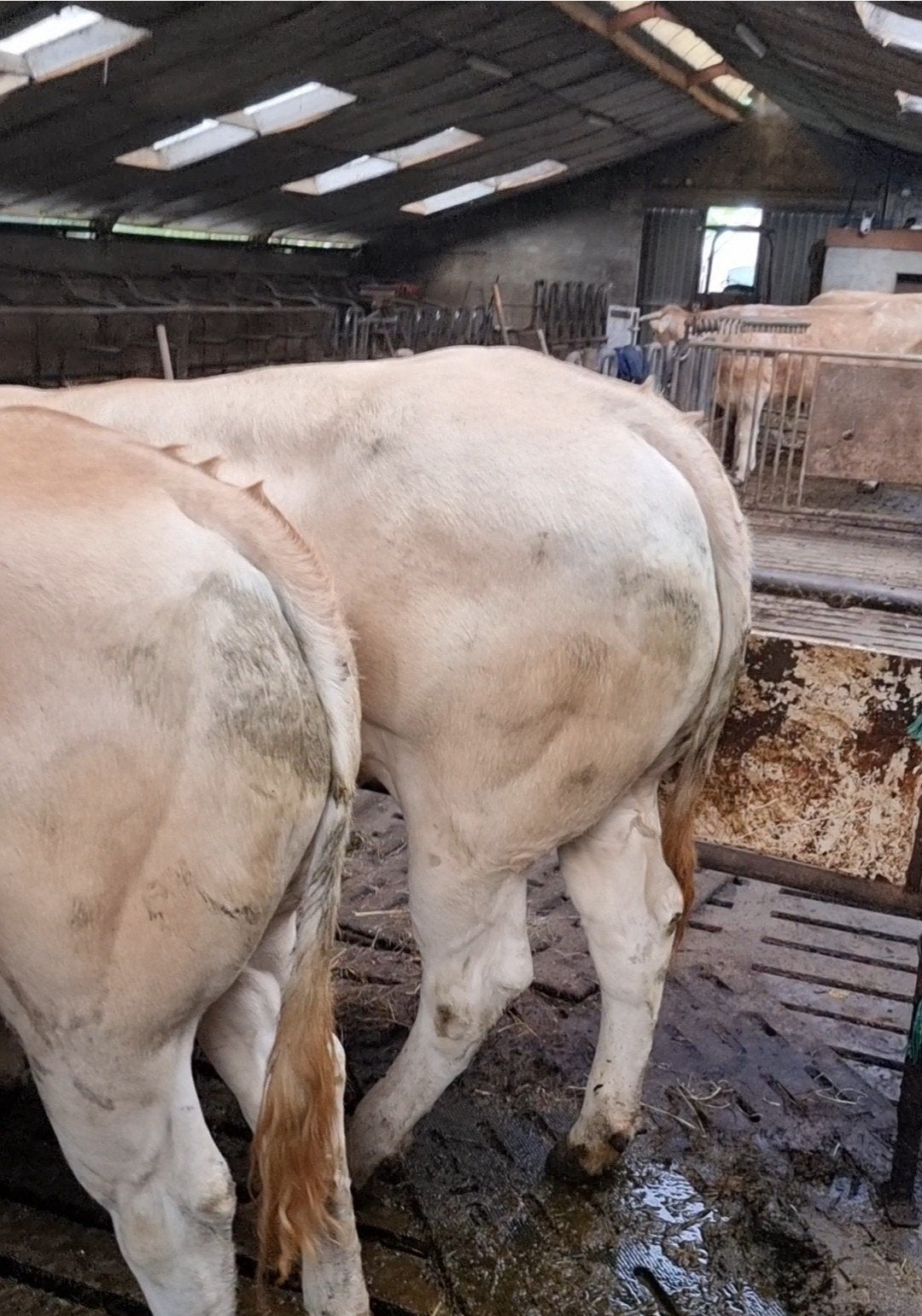 Prachtige Blonde d'aquitaine pink, Dieren en Toebehoren, Runderen