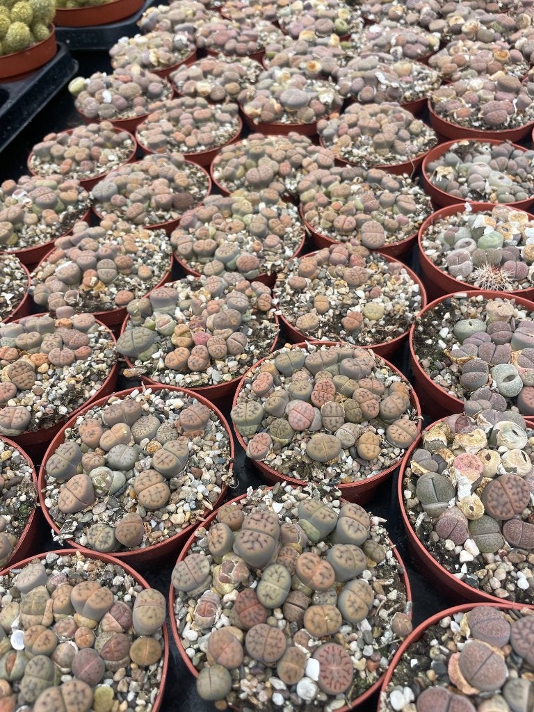Vetplant  succulent levende steentjes Potmaat 8,5cm , Huis en Inrichting, Vetplant, Ophalen of Verzenden, In pot, Minder dan 100 cm