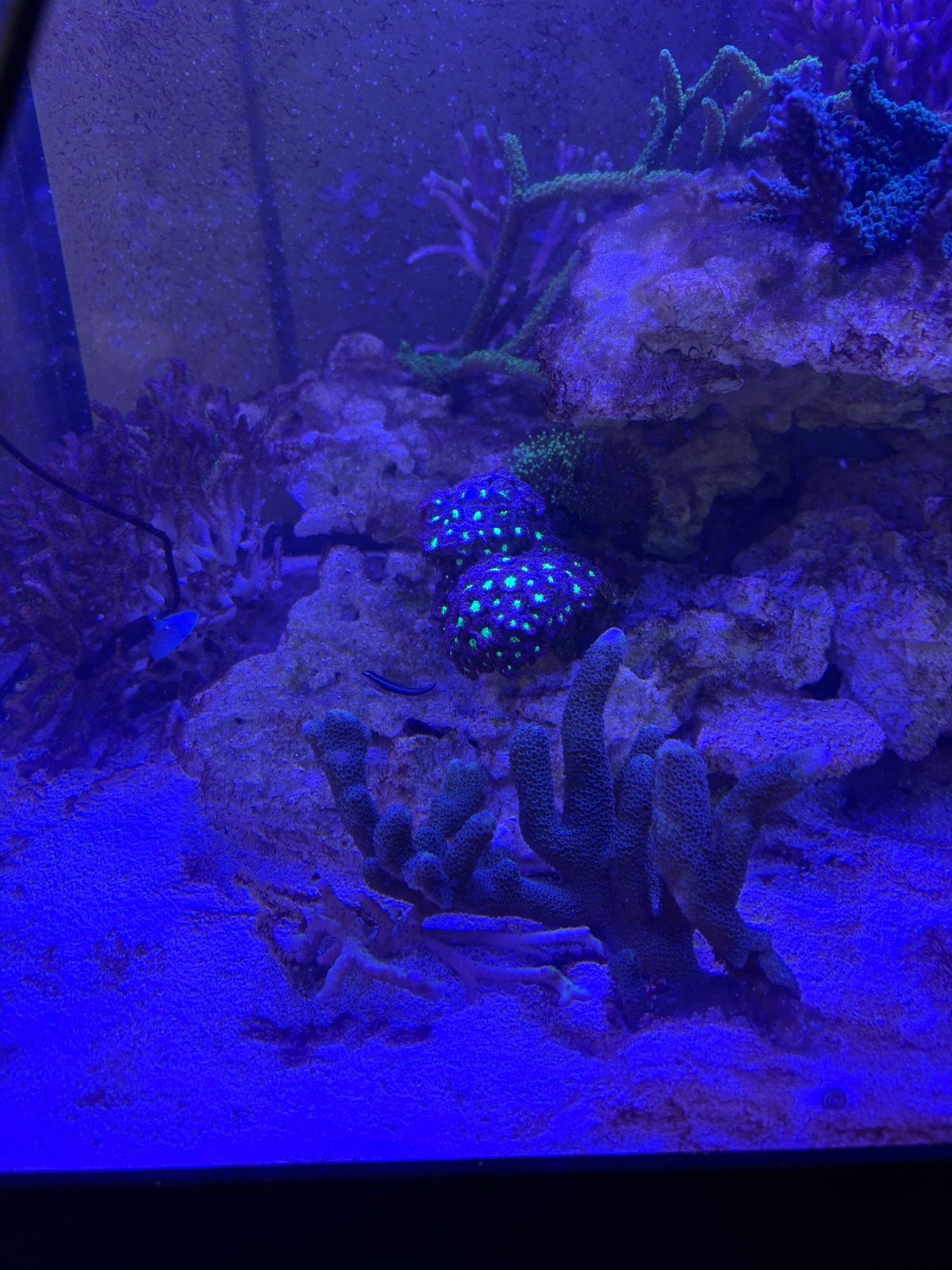 Sps Koraal zeeaquarium, Ophalen, Gevuld zeewateraquarium