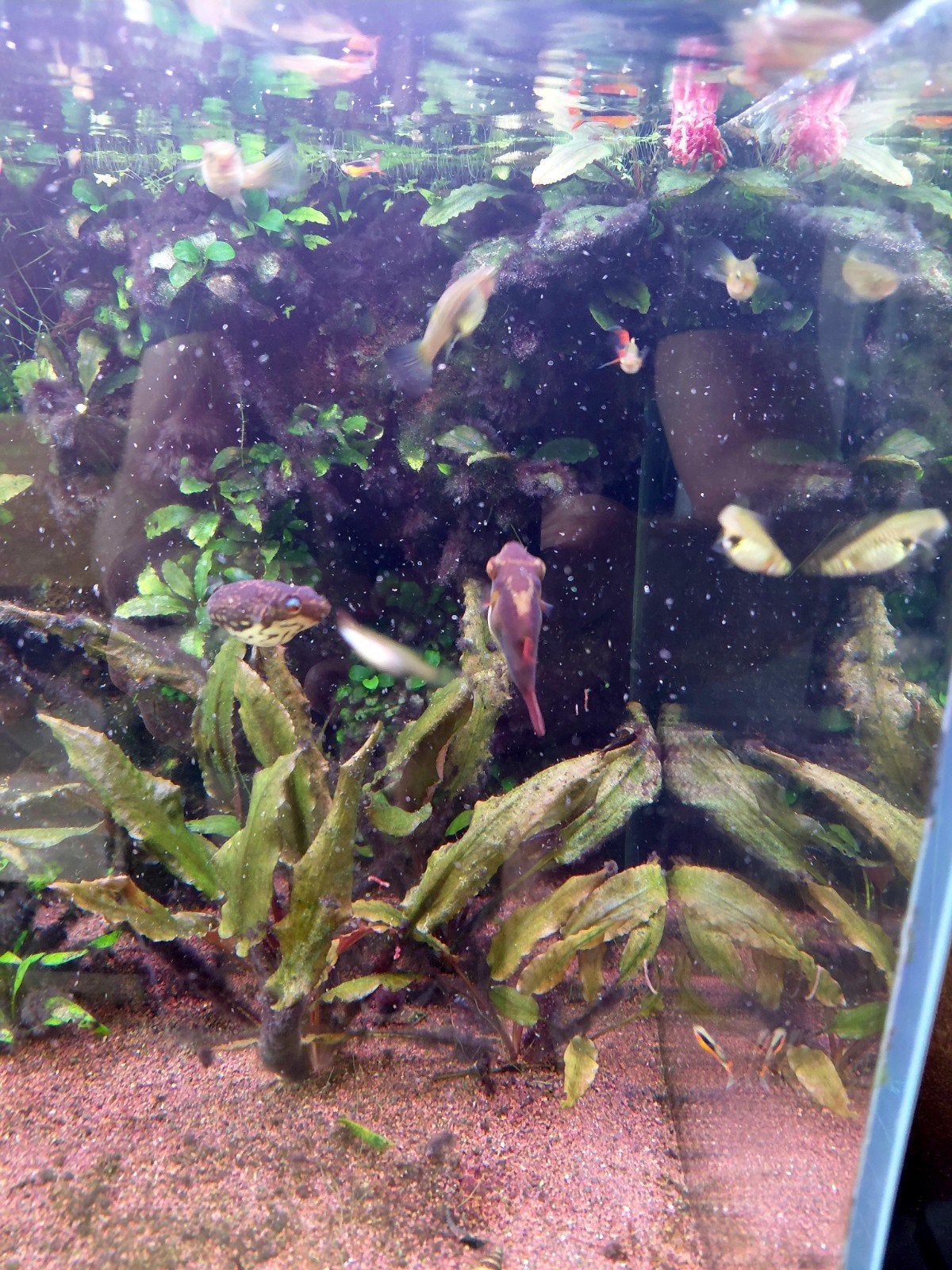 Koppel Roodoog kogelvissen, Dieren en Toebehoren, Vis, Zoetwatervis