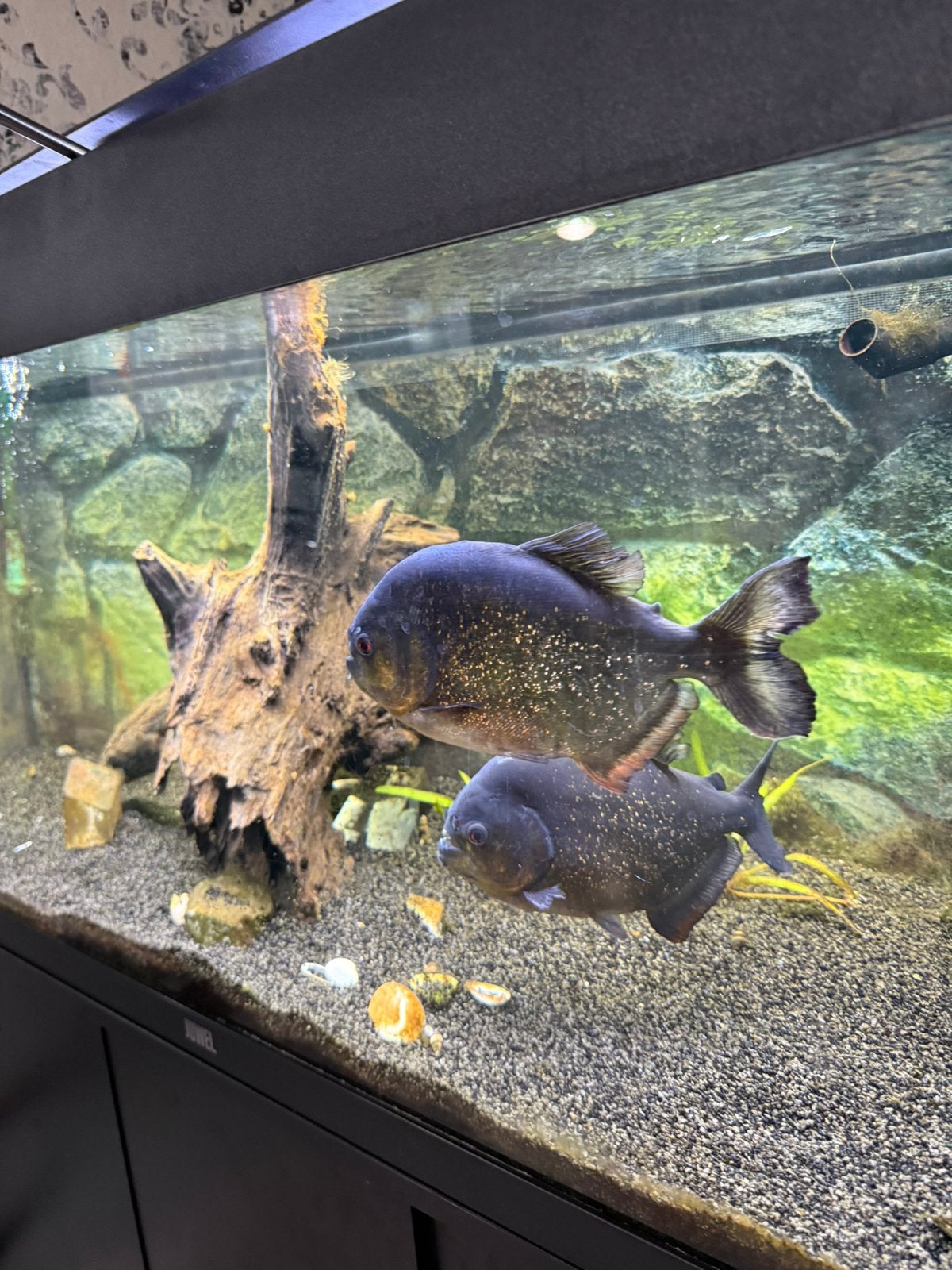 Aquarium Juwel compleet met twee piranhasvan2,5 jaar, Ophalen, Zo goed als nieuw, Leeg aquarium