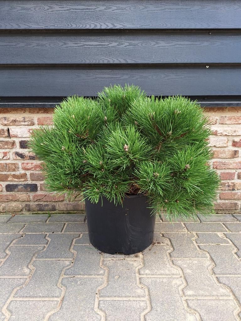 Oostenrijkse den (Pinus nigra 'Nana') 🌿 meerstam, Ophalen, Overige soorten, Volle zon