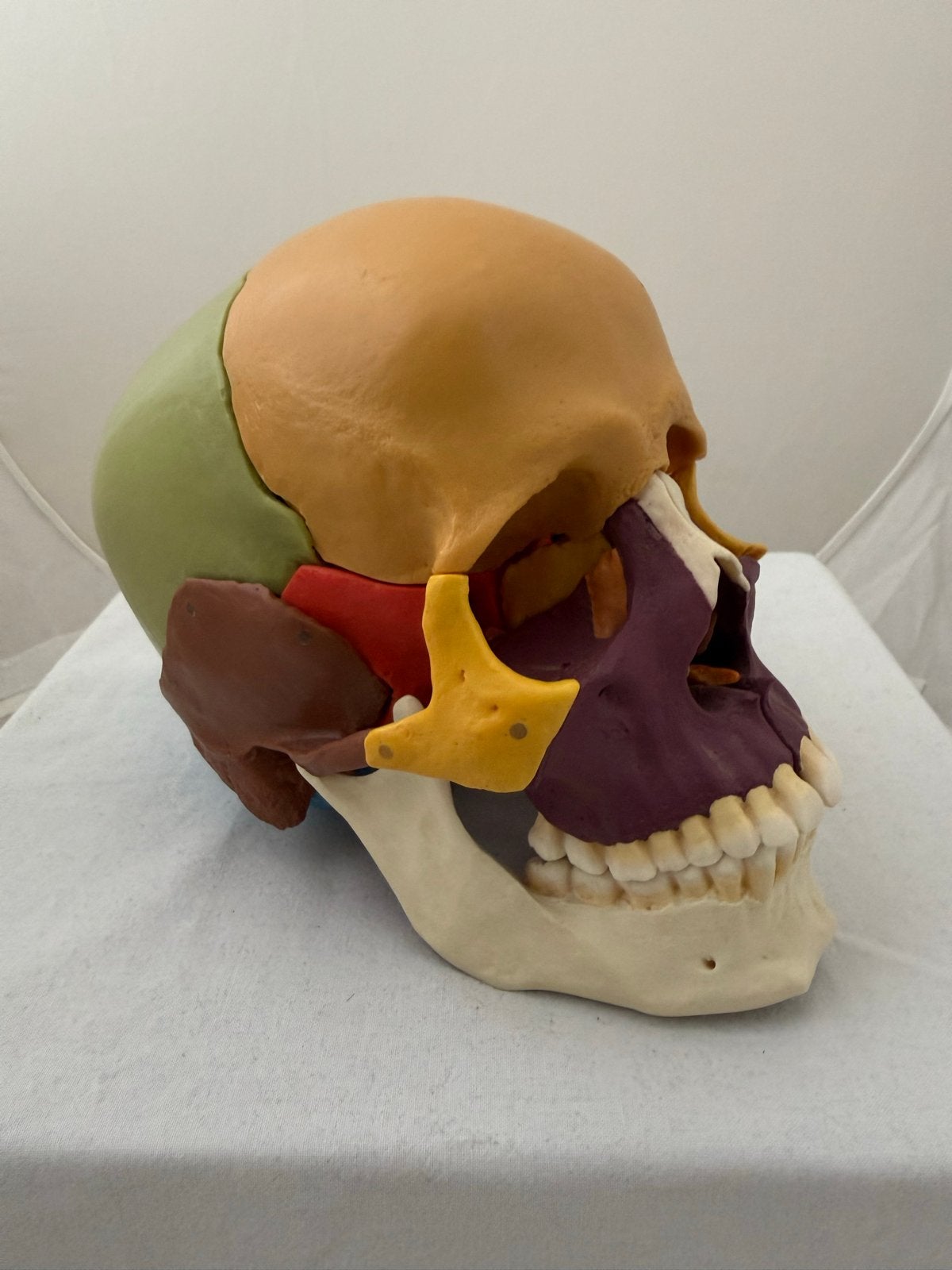 Schedel Anatomisch Model Somso Somsoplast, Antiek en Kunst, Curiosa en Brocante, Ophalen