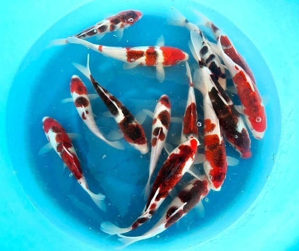 Grote keus Japankoi 10 tot 55 cm groot,bekende kwekers, Karper of Koi
