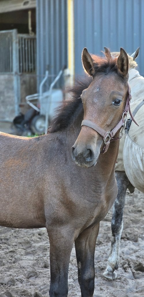 PRE hengst veulen (Andalusiër), Met stamboom, Niet van toepassing, Dressuurpaard, 0 tot 2 jaar