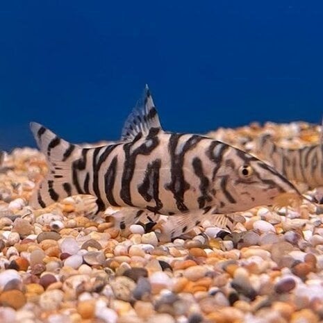 mooie YoYo-loach tekoop, Vis