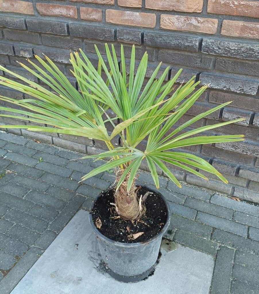 Trachicarpus Fortunei (Chinese waaierpalm) in een 27cm pot., Tuin en Terras, Ophalen