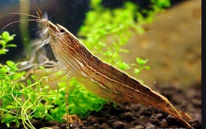 Bruine Aziatische waaierhandgarnaal Atyopsis moluccensis, Dieren en Toebehoren, Kreeft, Krab of Garnaal, Zoetwatervis