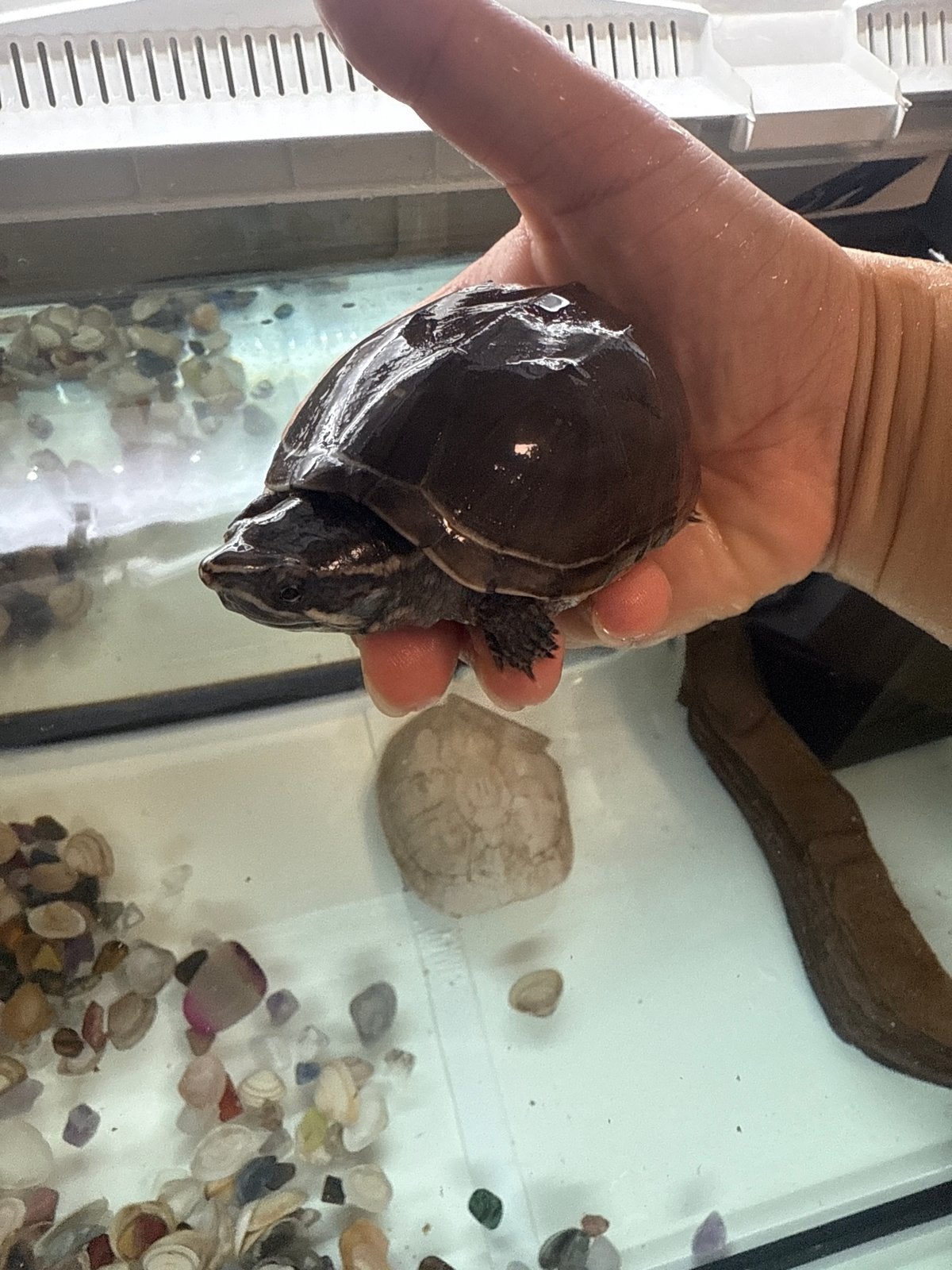 Waterschildpad met alles Turtle photo 4