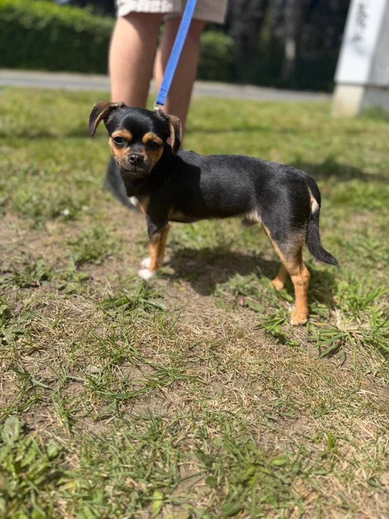 Chihuahua x dwerg pincher reutje, Dieren en Toebehoren, 15 weken tot 1 jaar, Reu, Parvo, Eén hond