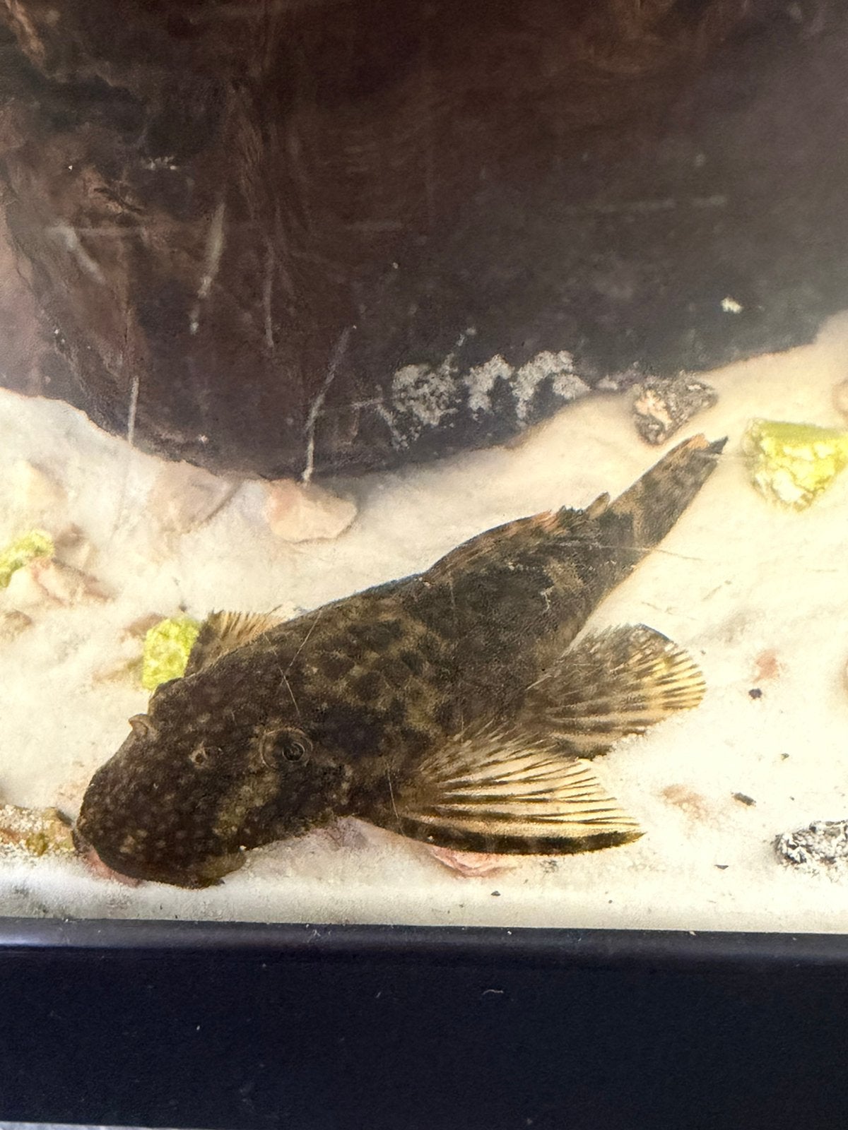Gereserveerd, Dieren en Toebehoren, Vis