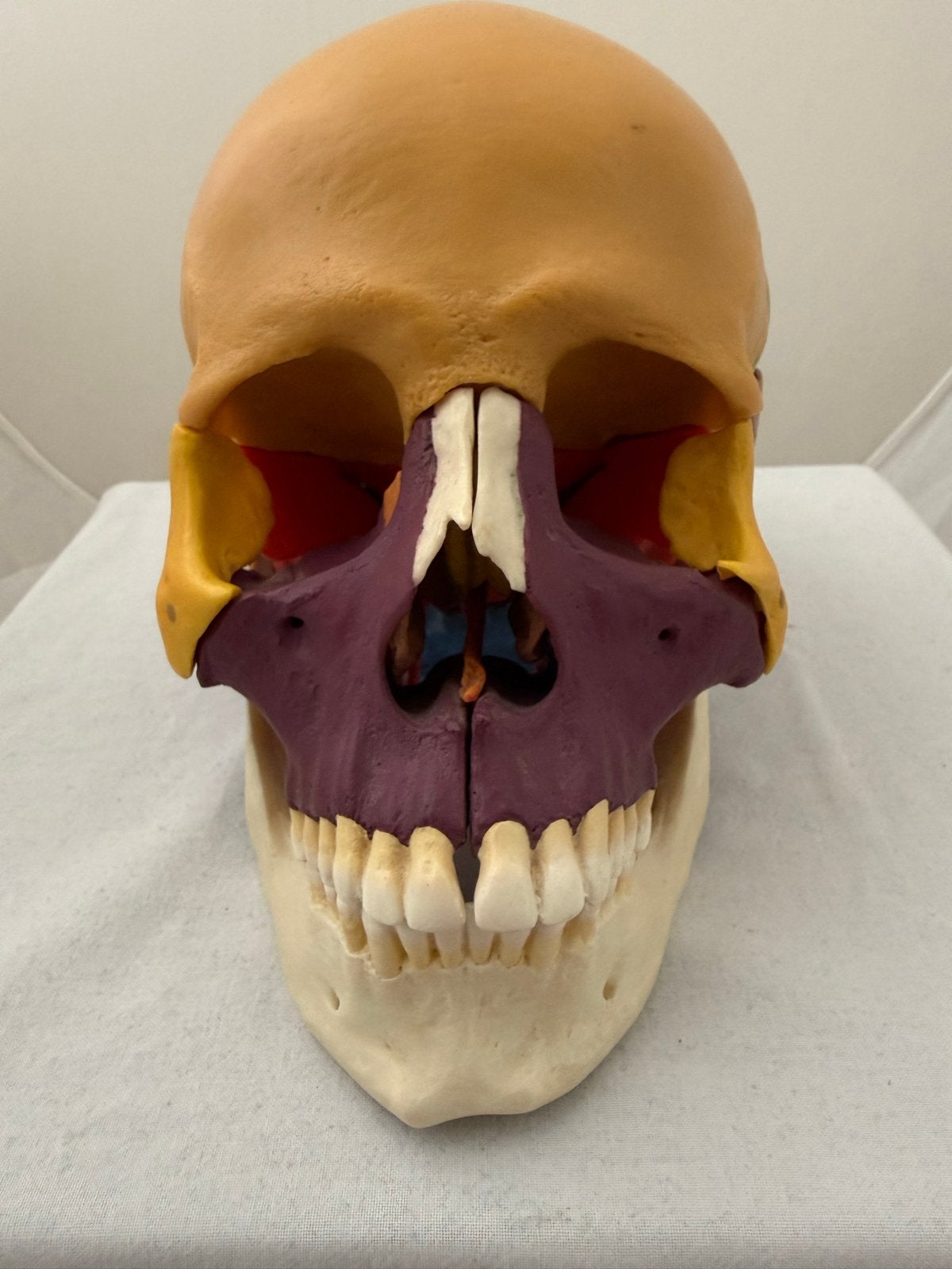 Schedel Anatomisch Model Somso Vintage, Antiek en Kunst, Curiosa en Brocante, Ophalen