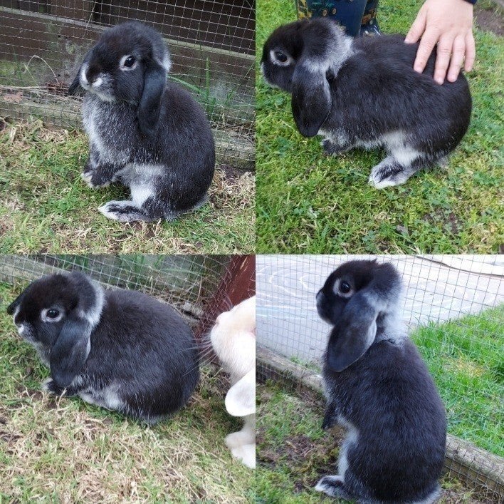 Super lief jong gecastreerd rammetje, Mannelijk, Dwerg, Hangoor, 0 tot 2 jaar