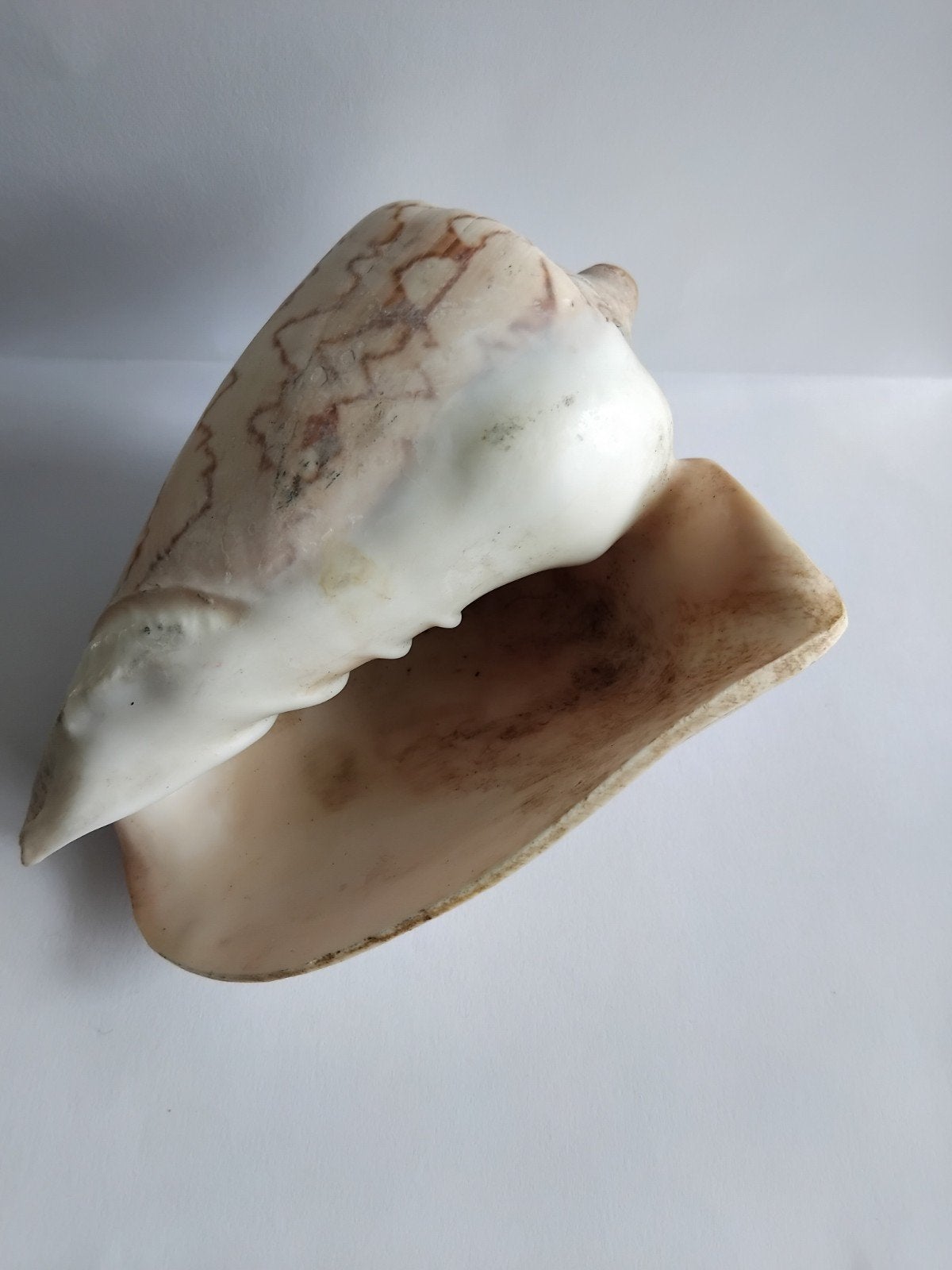 Grote natuurlijke zeeschelp - decoratief object, Ophalen of Verzenden