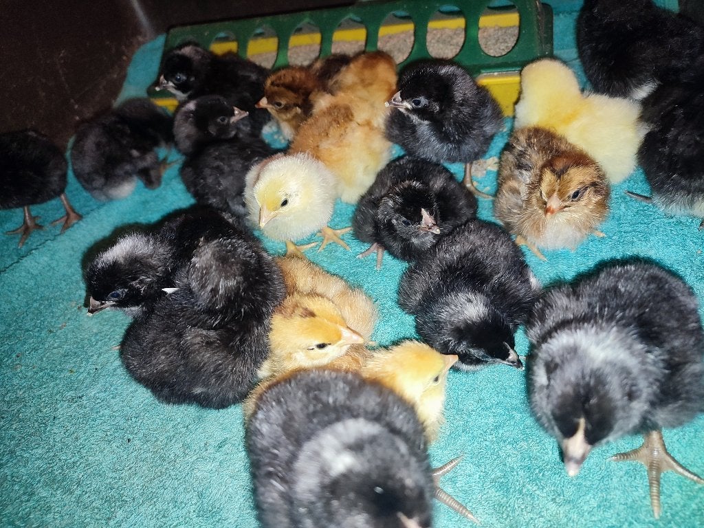 Jonge kuikens van 22 sept Amrock Rhode Island Red Wyandotte, Dieren en Toebehoren, Geslacht onbekend, Kip