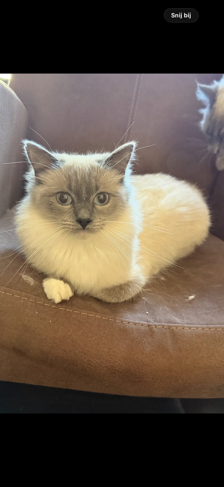Ragdoll poes, Dieren en Toebehoren, Poes