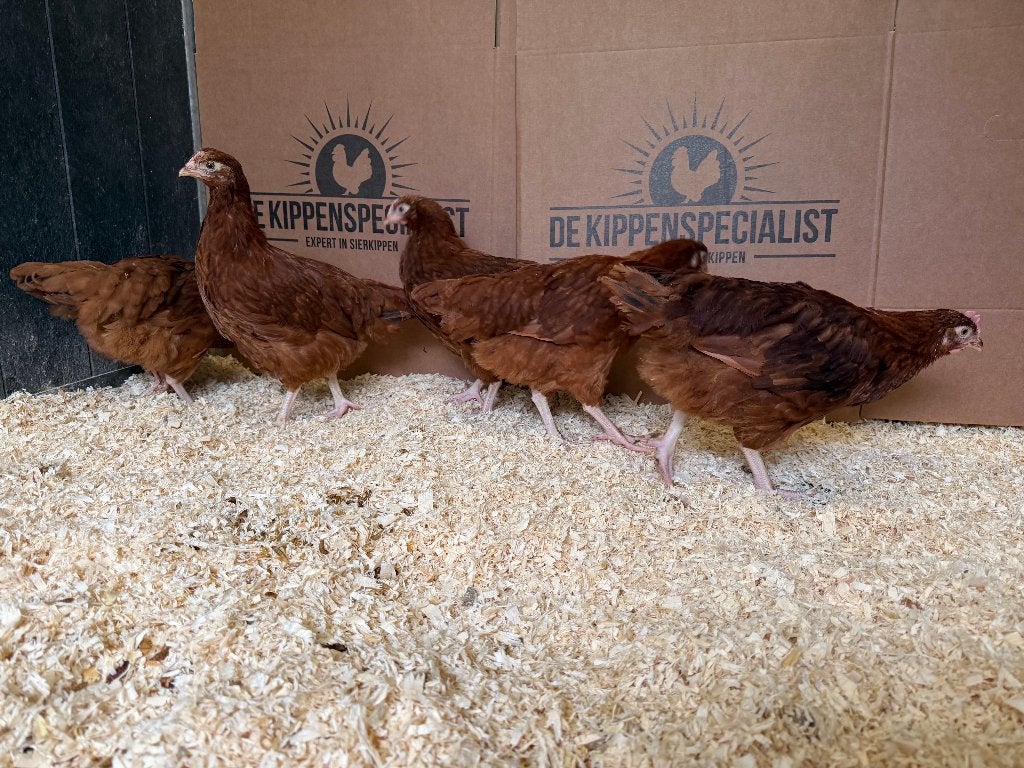 Jonge tamme Rhode Island Red kippen gesekst & ingeënt, Vrouwelijk, Kip