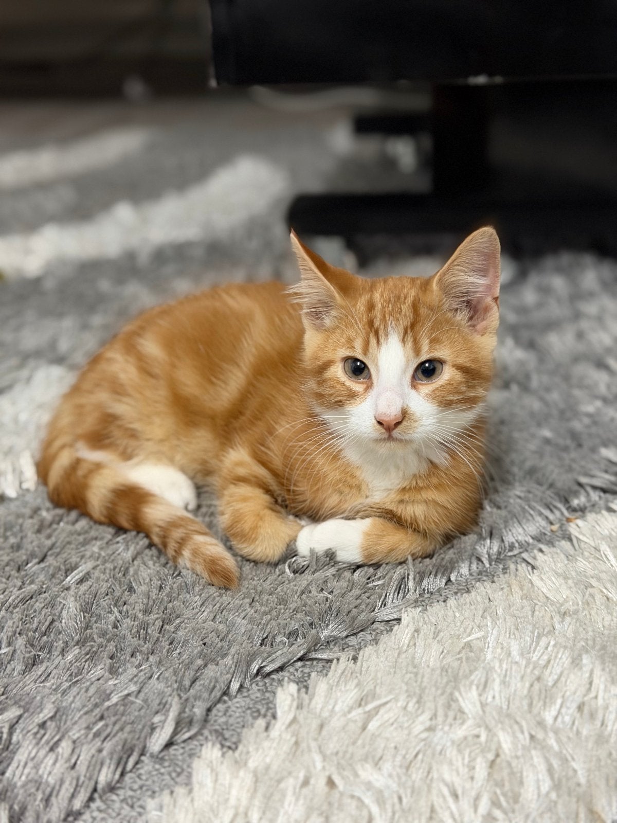 Twee lieve kittens (zwart & oranje), Dieren en Toebehoren, Meerdere dieren, 0 tot 2 jaar