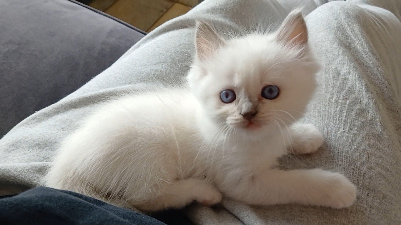 Super sociaal Ragdoll poesje., Dieren en Toebehoren, Poes, Ontwormd, 0 tot 2 jaar