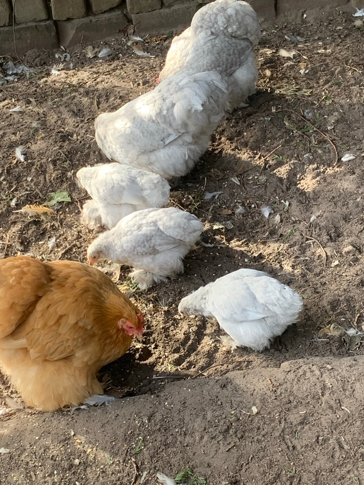 Cochin kuikens, Dieren en Toebehoren, Pluimvee, Meerdere dieren, Kip