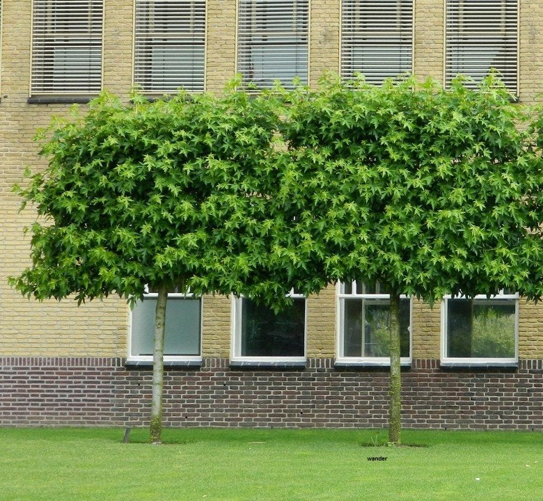 Lei Amber bomen, Ophalen of Verzenden, Lente, Volle zon, Leiboom
