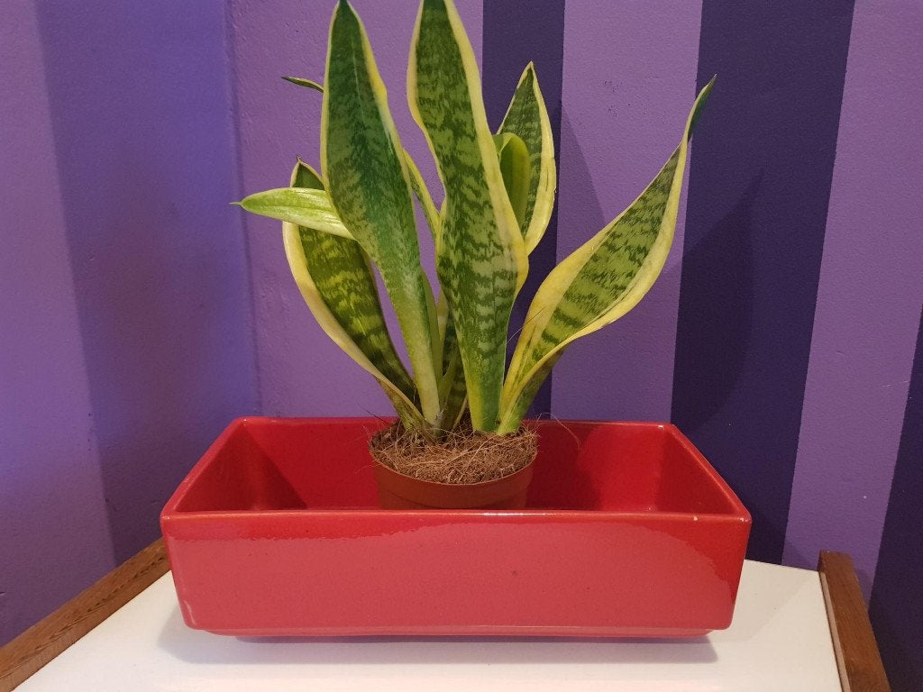Retro vintage jaren 70 cactusbak bloempot rood, Ophalen, Gebruikt, Binnen, Aardewerk