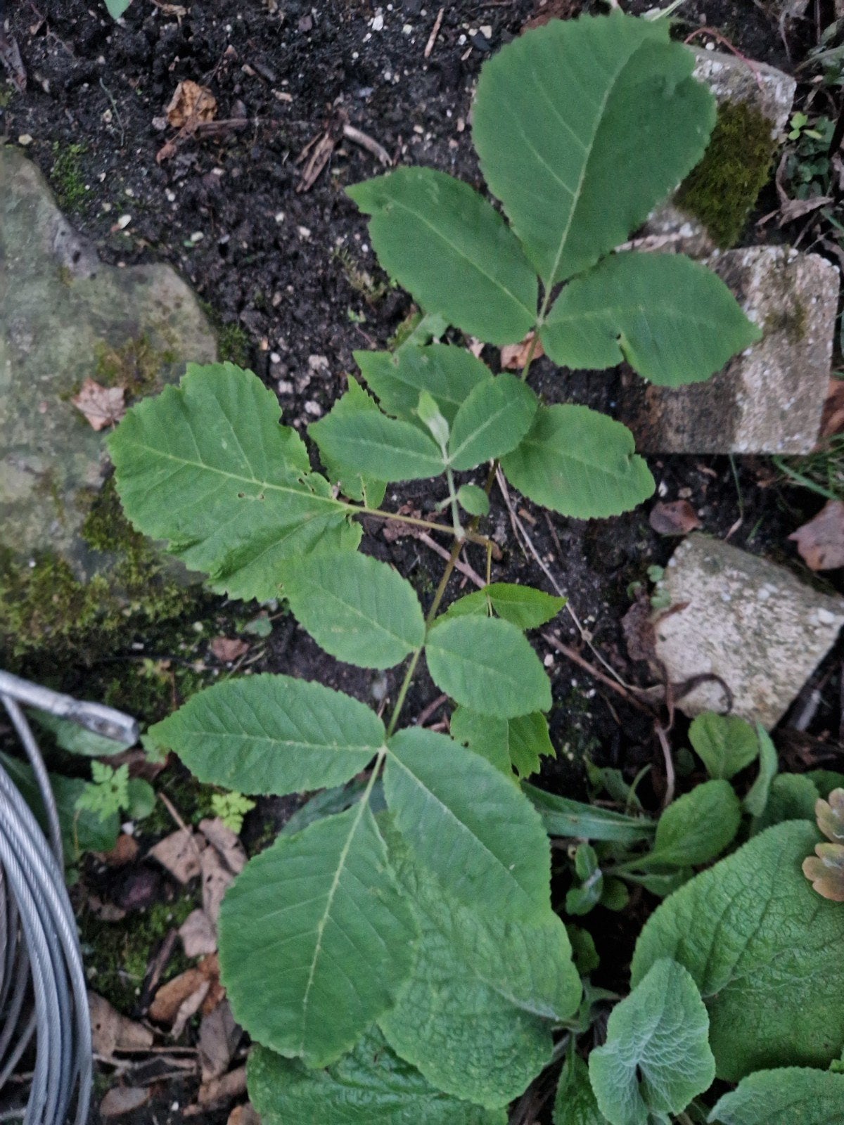 Zwarte walnoot, ruilen, Tuin en Terras, Planten | Tuinplanten, Ophalen, Vaste plant, Fruitplanten, Halfschaduw