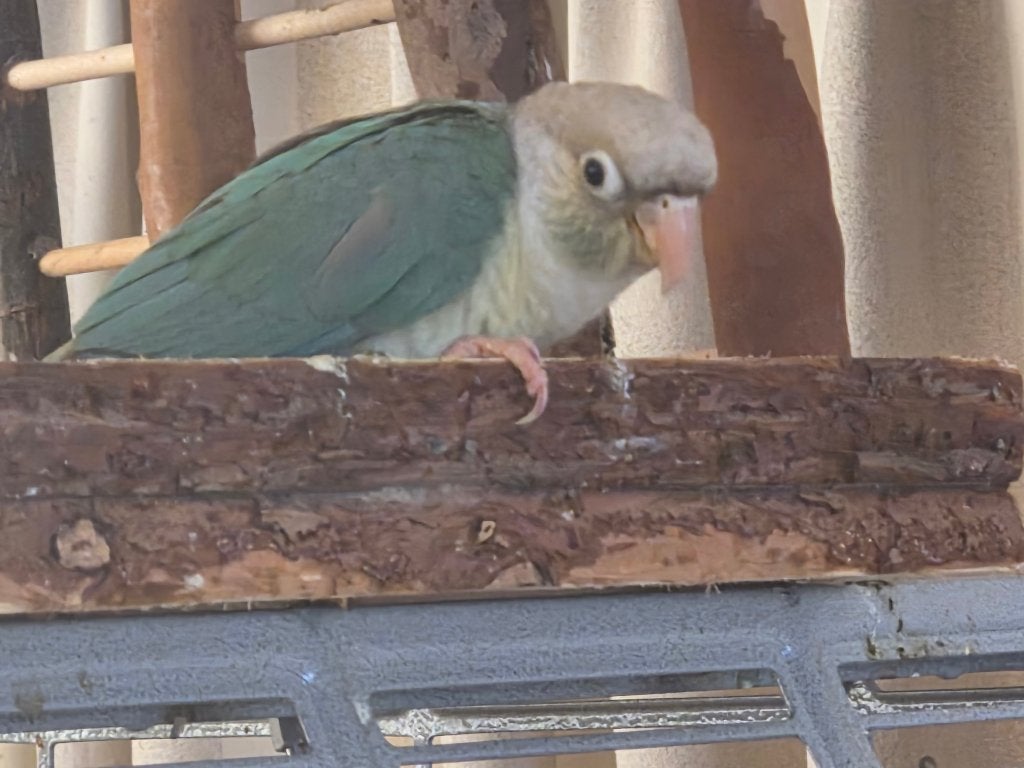 Leuke Pyrrhura, Dieren en Toebehoren, Vrouwelijk, Parkiet, Tam