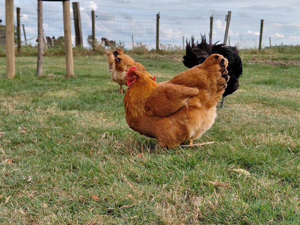 kippen van verschillende rassen, Dieren en Toebehoren, Pluimvee, Vrouwelijk, Kip