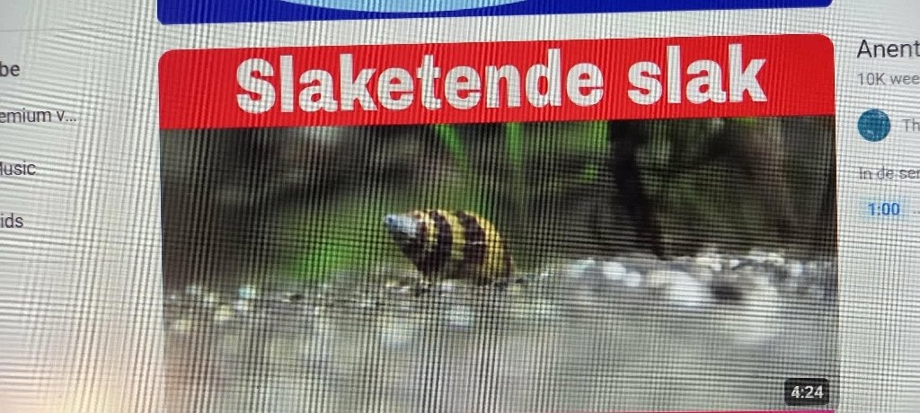 Te koop Helena slakjes, Slak of Weekdier, Zoetwatervis
