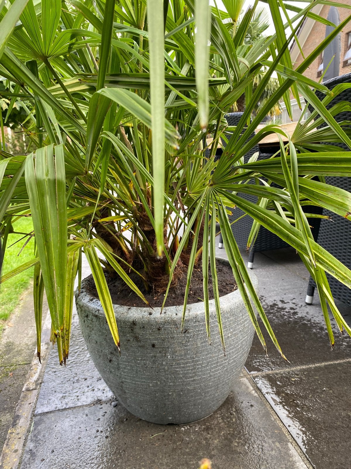Trachycarpus Fortunei - Winterharde Palmboom in pot, Volle zon, Vaste plant, Bloeit niet, Ophalen