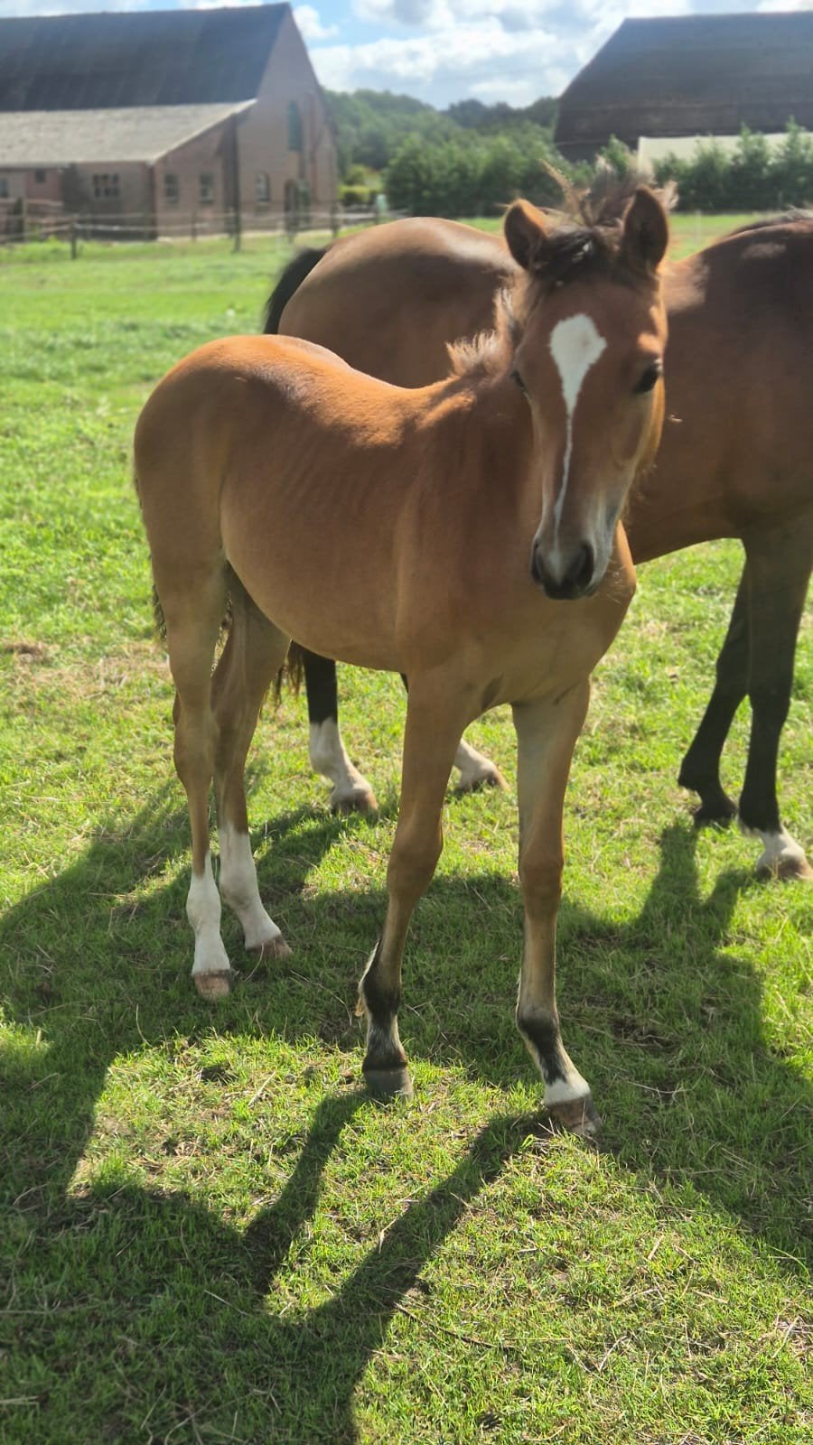 Nrps merrie veulens, Dieren en Toebehoren, Pony's, Merrie, Met stamboom, Dressuurpony, 0 tot 2 jaar