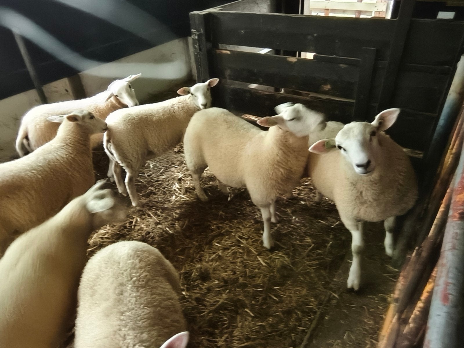 Swifter Stamboek ooilammeren, Vrouwelijk, Schaap, 0 tot 2 jaar