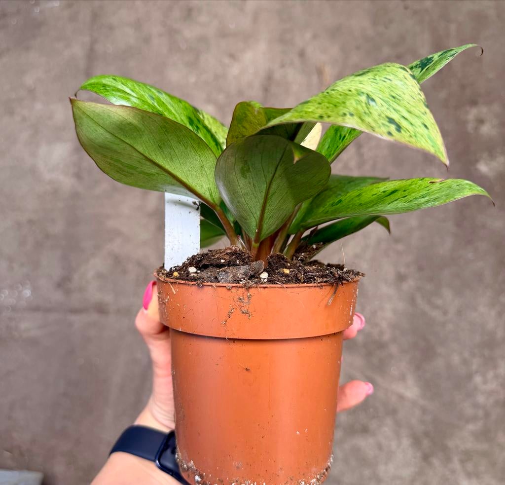 Philodendron Red Congo Dwarf, Overige soorten, In pot, Minder dan 100 cm, Groene kamerplant