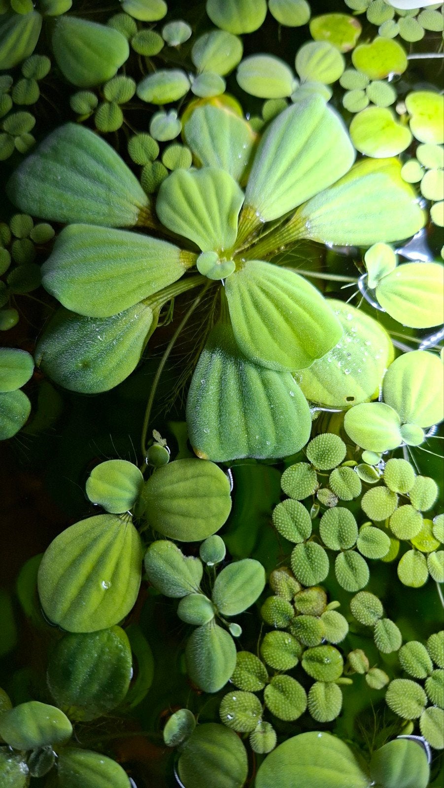 Aquarium Drijfplantjes, Ophalen, Nieuw, Plant(en), Steen of Hout