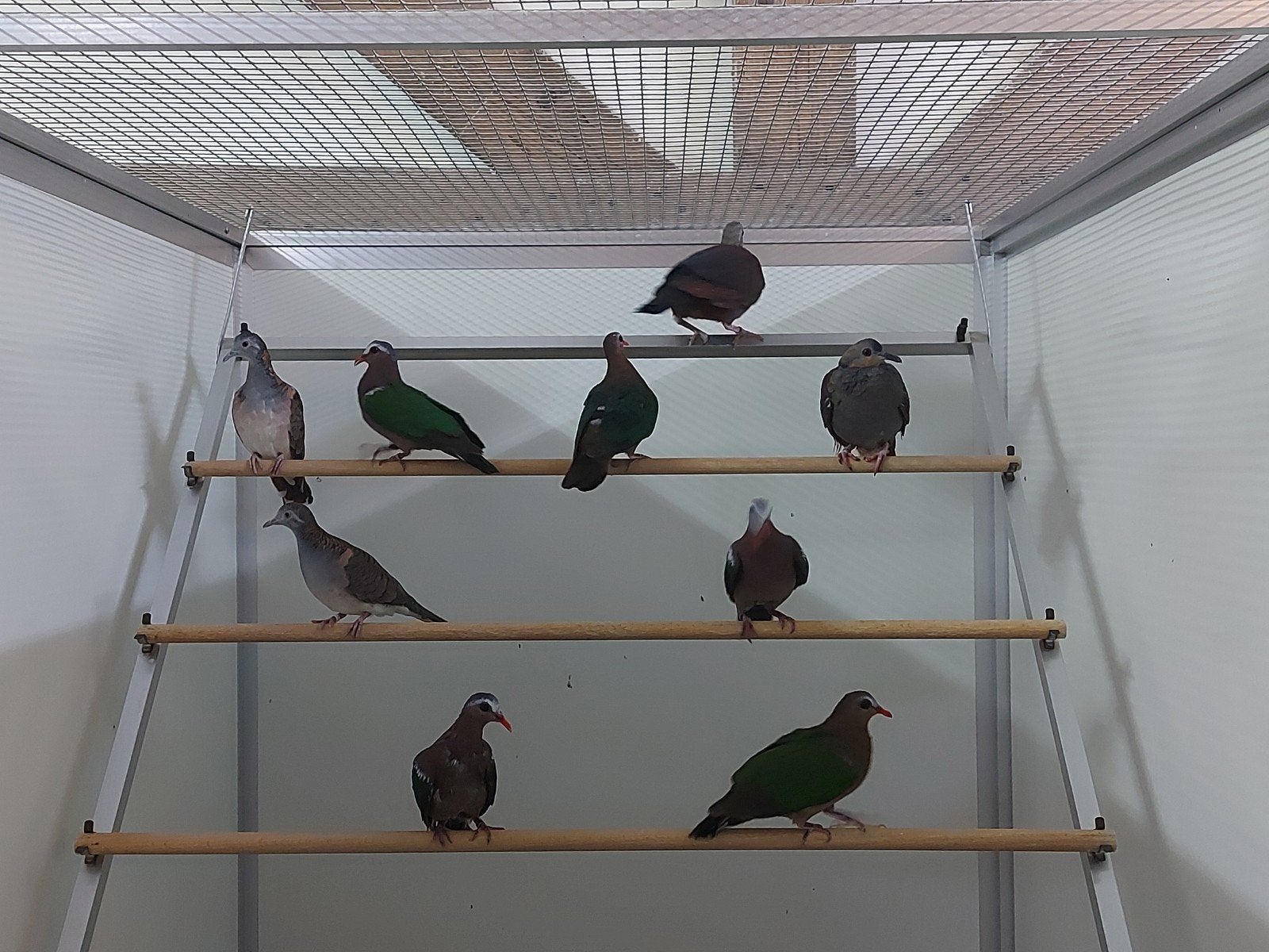 gezocht tropische duiven en Roelroel, Meerdere dieren