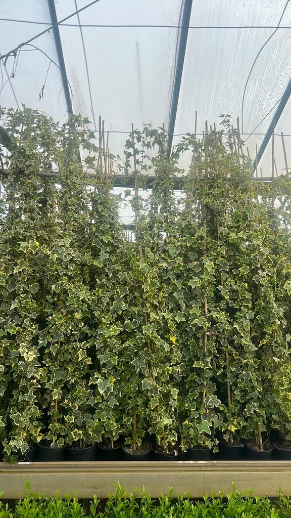 Hedera Golchild 175/200 cm nu slechts €8,00, Ophalen