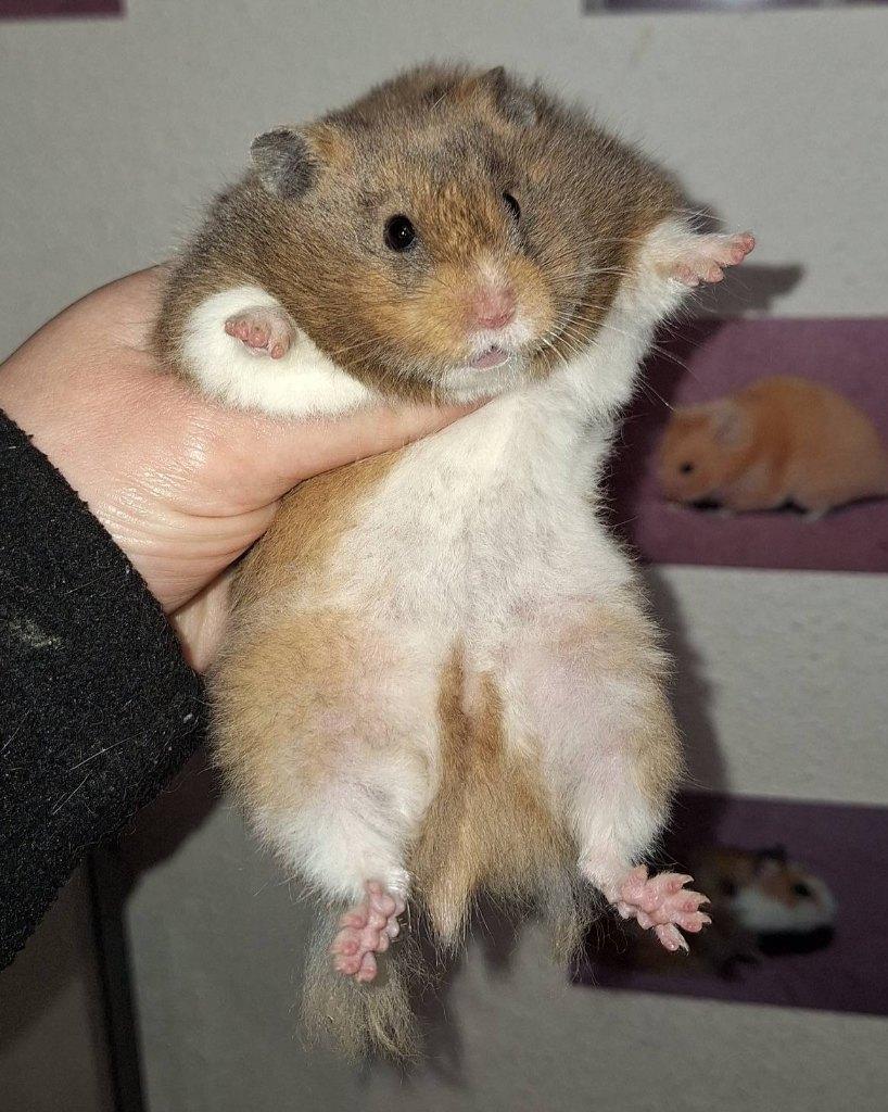 🐹Syrische hamster / goudhamster – stamboom – hobbyfokker, Hamster, Februari, Vrouwelijk, Tam