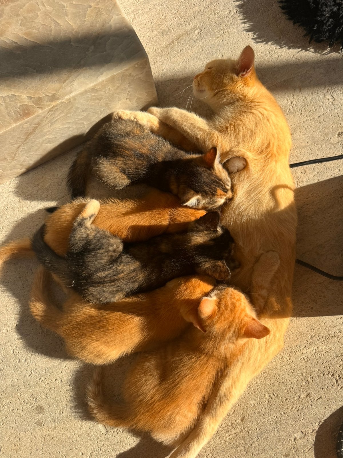 4 Lieve Kittens nog twee beschikbaar (1x Ingeënt), Dieren en Toebehoren, Meerdere dieren, Ontwormd, 0 tot 2 jaar