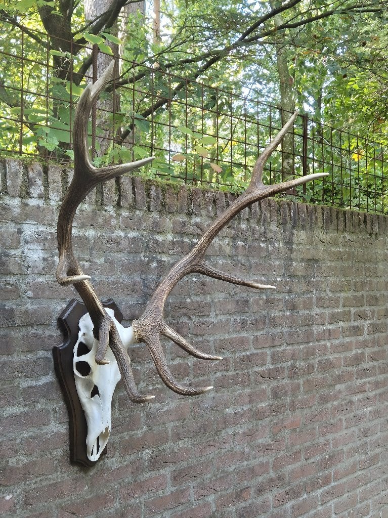 Prachtig groot edelhert gewei op houten schild, Ophalen, Zo goed als nieuw, Hert, Gewei of Kop