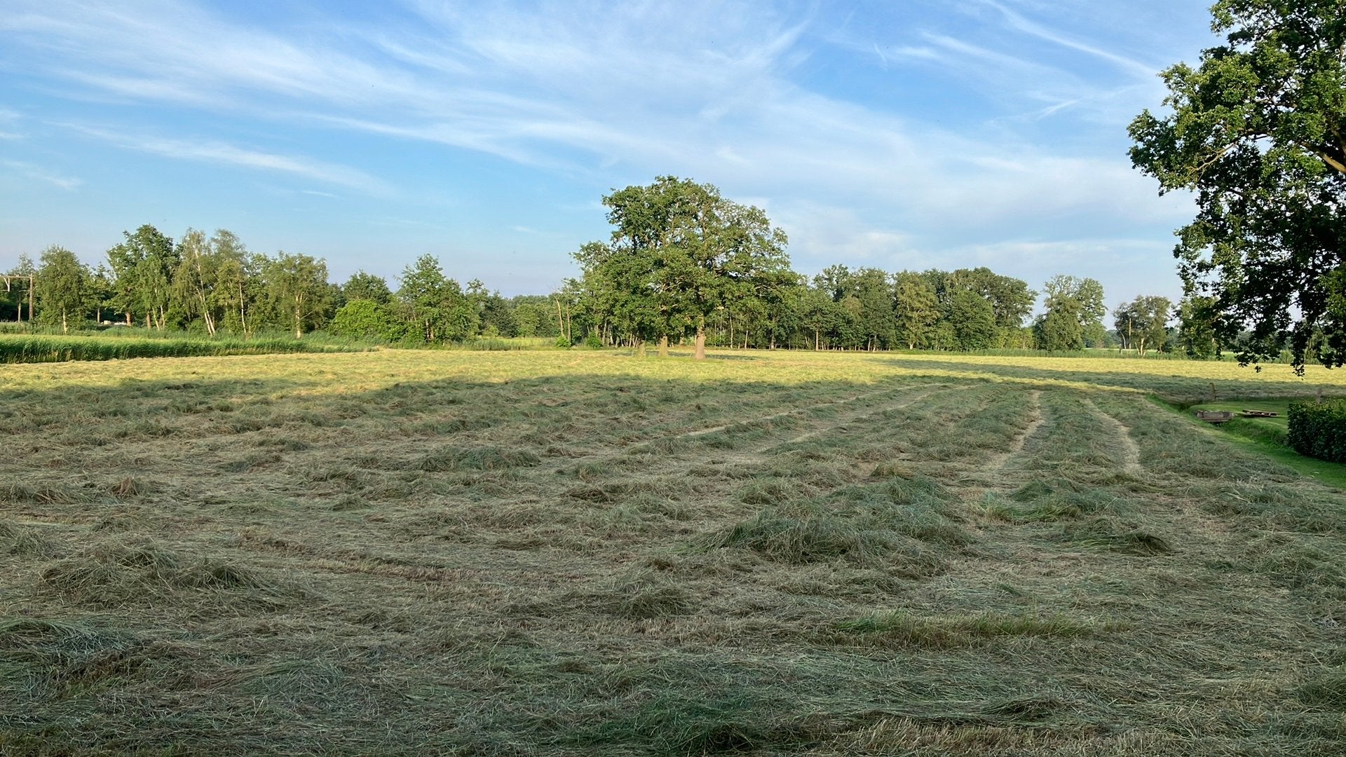 Hooi eerste snede van het land, Ophalen, Vee
