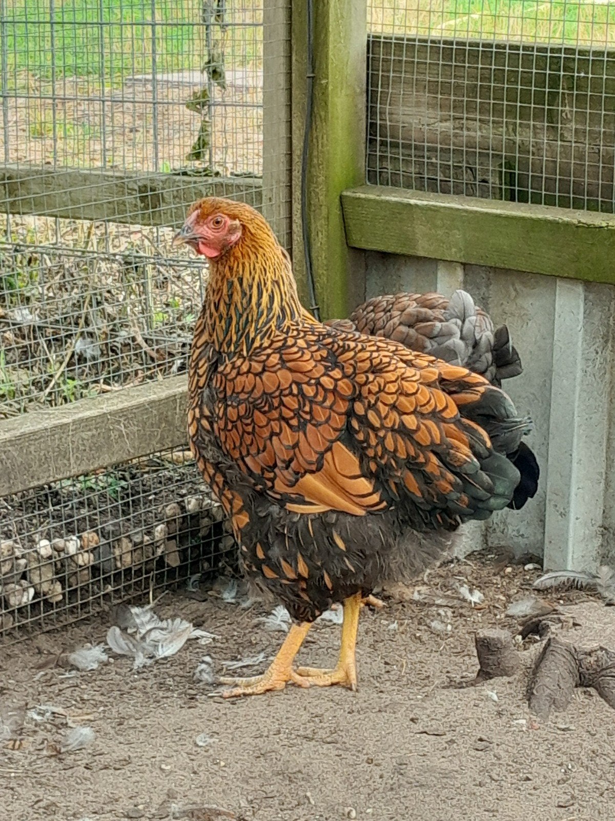 jonge hennen van de grote wyandotte, Vrouwelijk, Kip