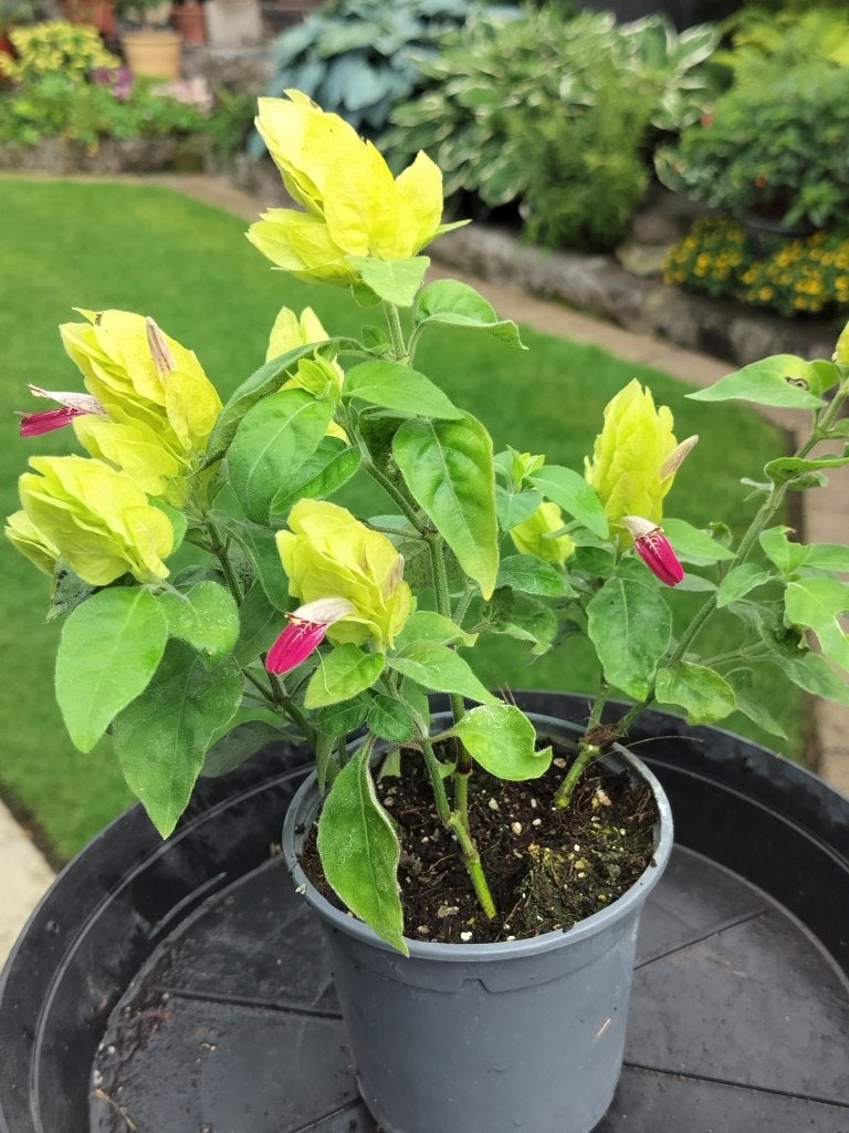 Gezocht een garnalen plant, Tuin en Terras, Overige soorten, Volle zon, Vaste plant, Ophalen of Verzenden