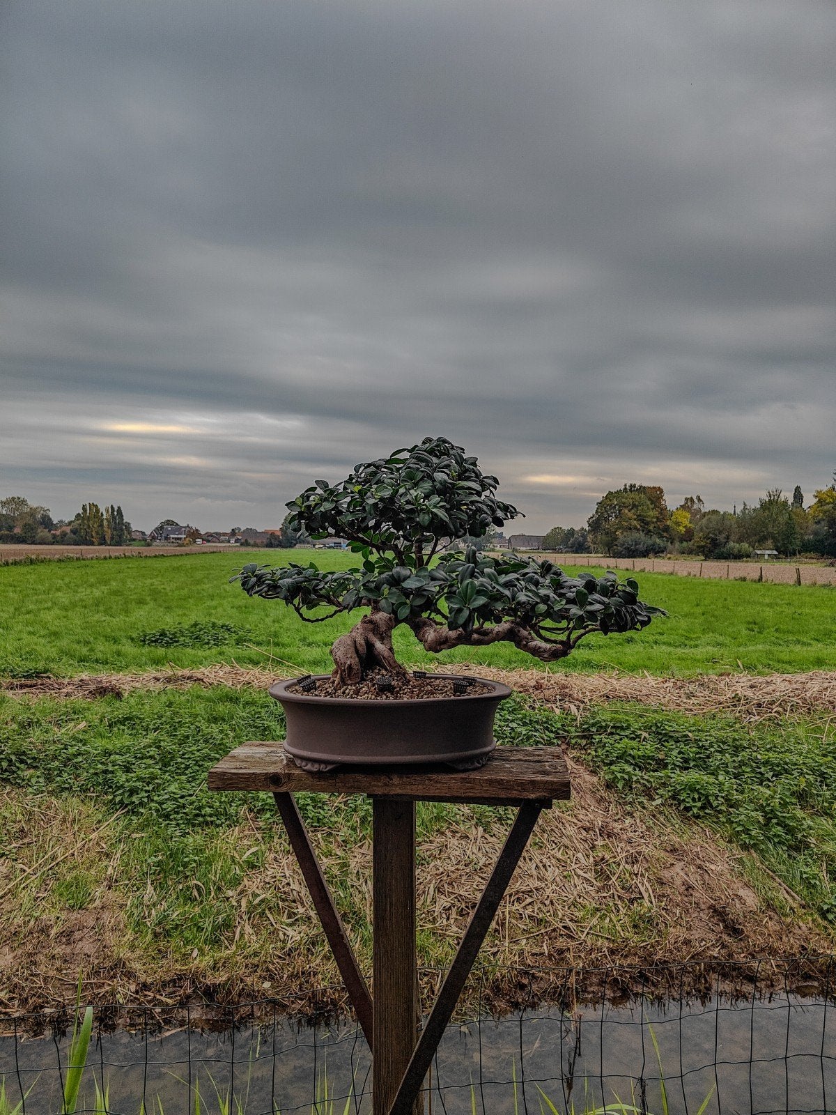 Ficus (binnen) Bonsai | 60-70 jaar oud., Bloeit niet, Halfschaduw, Overige soorten, Minder dan 100 cm