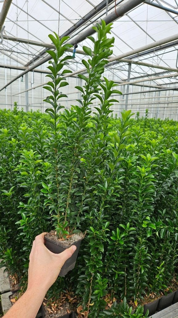 Euonymus Green Spire - haagplant - zware versie - 40cm+, Ophalen of Verzenden, Overige soorten, Haag, Minder dan 100 cm