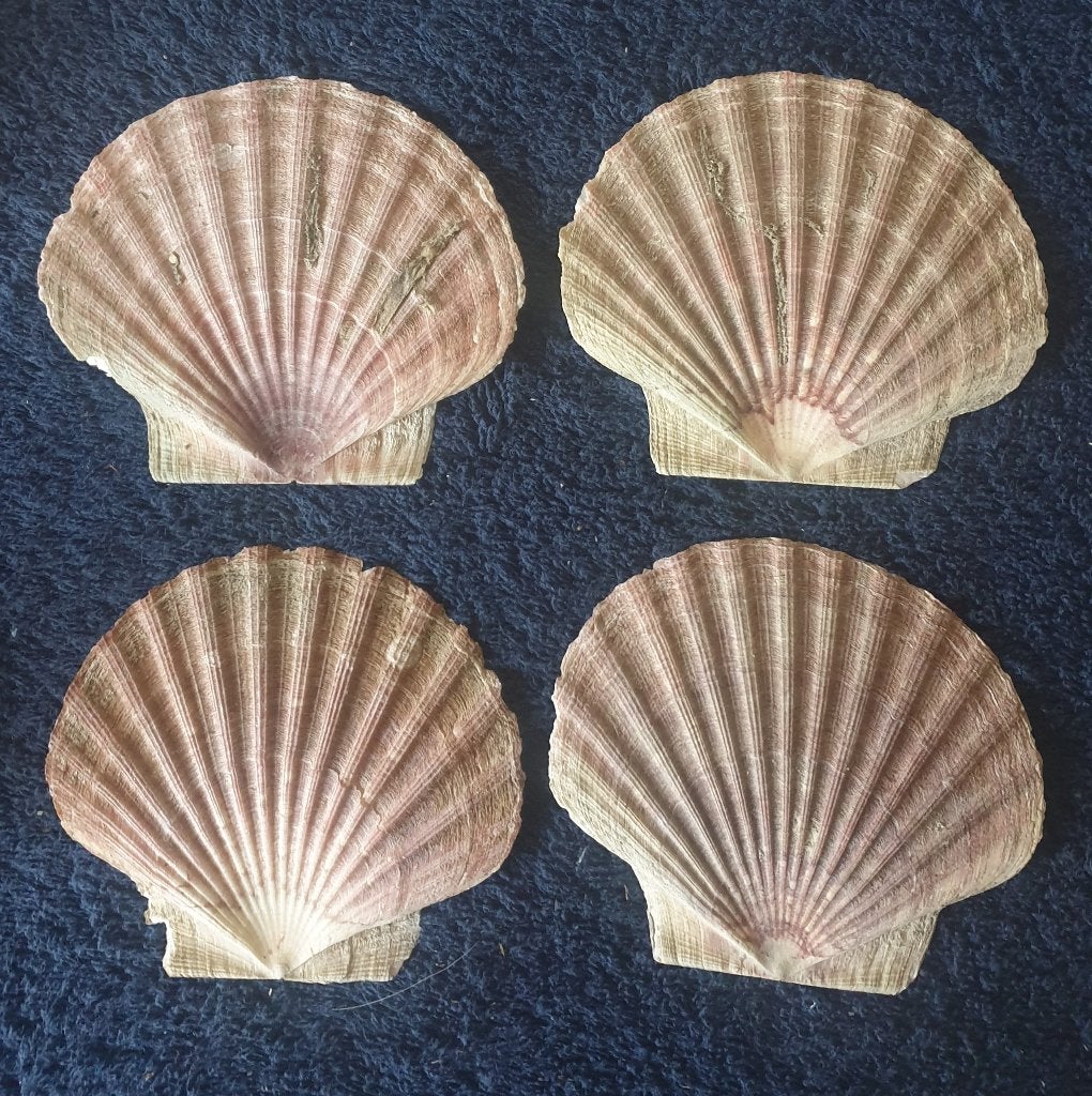 diverse platte jacobsschelpen maat 11x10 herkomst Noorwegen, Verzamelen, Mineralen en Fossielen, Verzenden, Schelp(en)