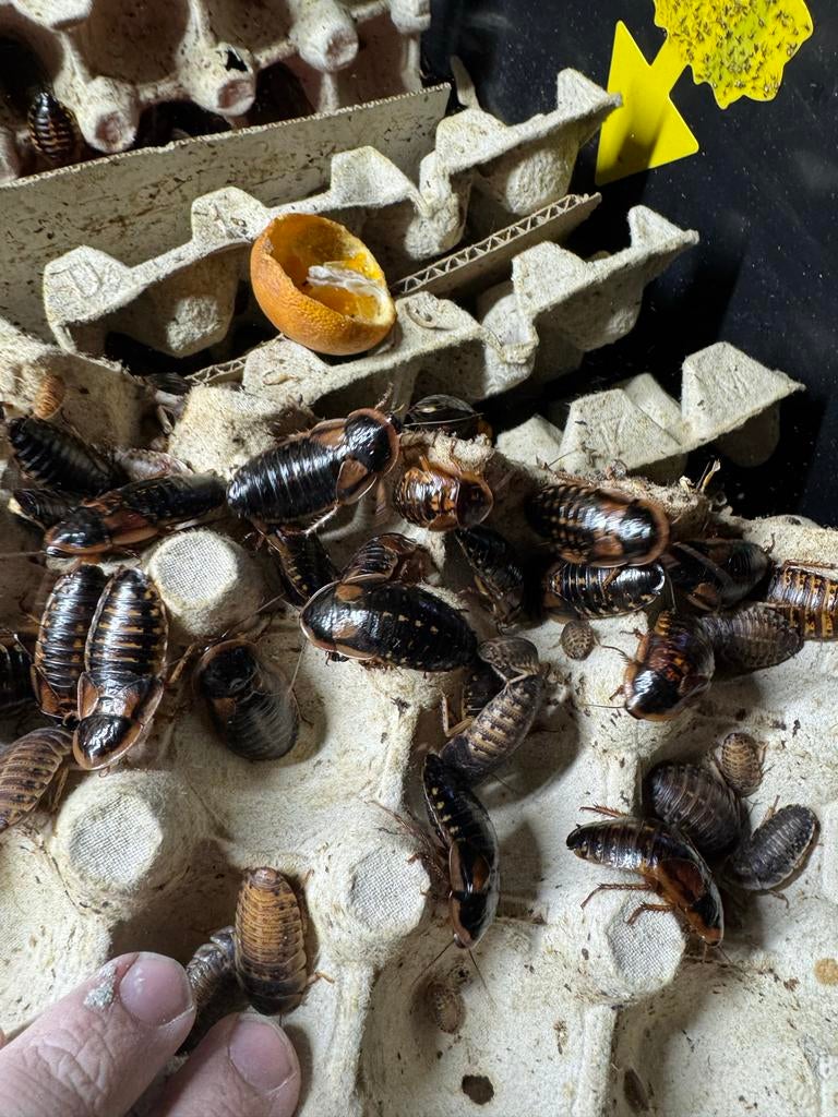 Dubia’s voer kakkerlakken, Dieren en Toebehoren, Insecten en Spinnen, Overige soorten