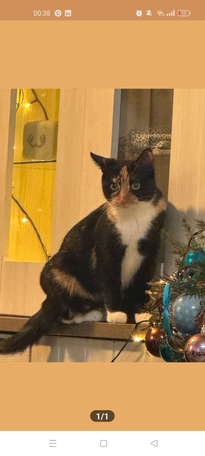 Gezocht: Mijn voormalige kat – ik hoop haar terug te vinden, Dieren en Toebehoren, Katten en Kittens | Overige Katten