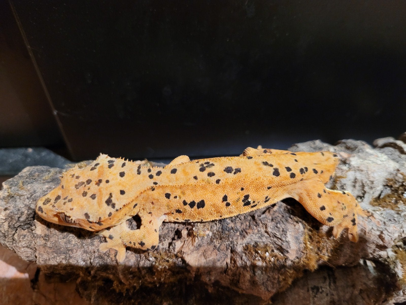 1.1 koppel super dalmatier wimpergekko's, Dieren en Toebehoren, 3 tot 6 jaar