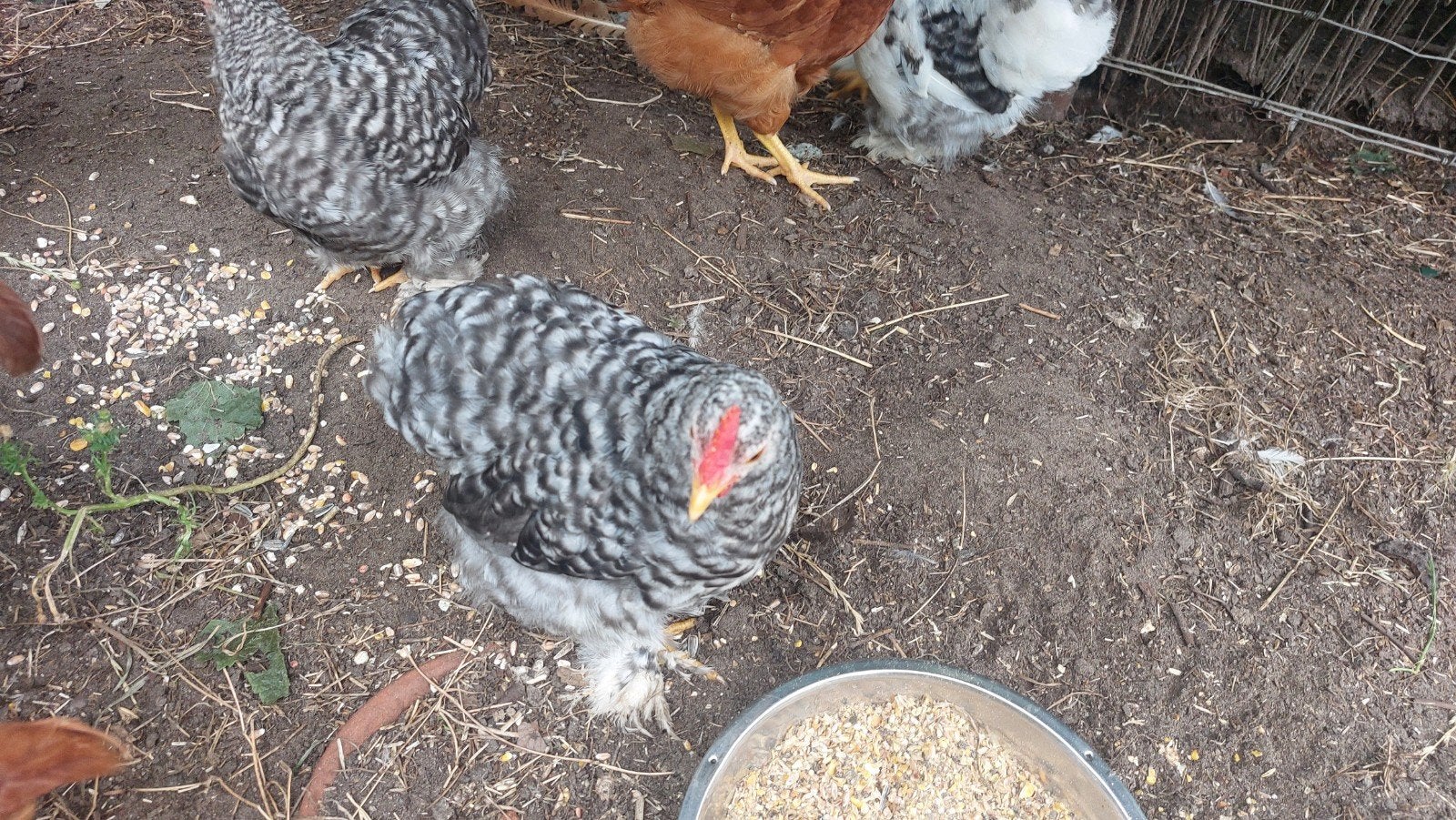 cochin haantjes, Dieren en Toebehoren, Pluimvee, Mannelijk, Kip